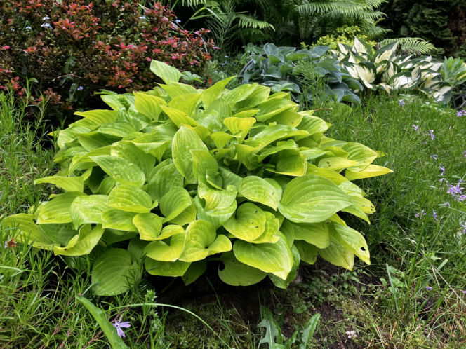 Hosta, funkia