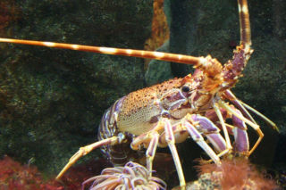 Odpady z restauracji trafiły do laboratorium. Naukowcy stworzyli robota z pancerza langusty