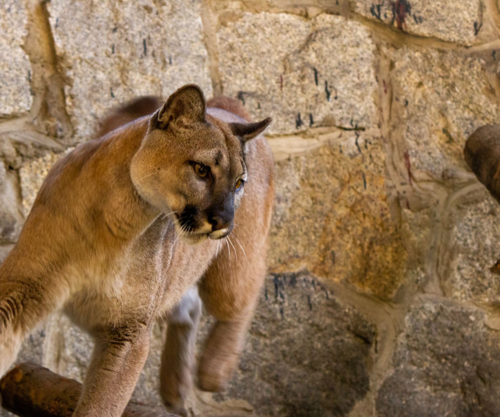 Nubia zakończyła kwarantannę w śląskim zoo. Co teraz stanie się z najpopularniejszą pumą w Polsce?