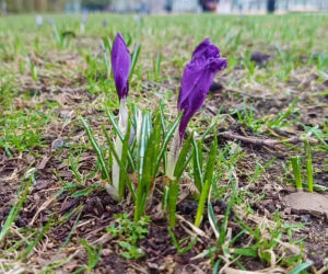 Pierwsze krokusy w Szczecinie