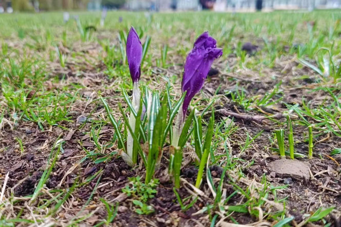 Pierwsze krokusy w Szczecinie