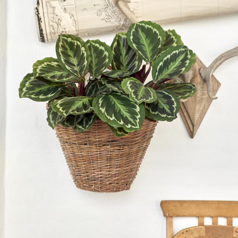 Calathea roseopicta