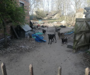 Makabra pod Płockiem! Z głodu zjadały same siebie, spały w dywanie z odchodów [ZDJĘCIA]