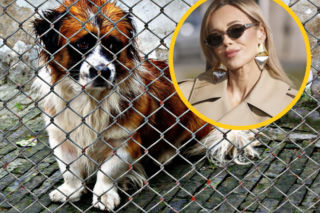 Kontrola w tarnowskim schronisku po interwencji Dody. Prezydent miasta: „Wersalu tam nie ma”