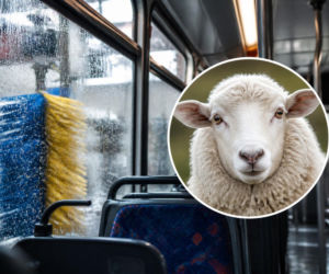 Owca uciekła z pastwiska i wsiadła do autobusu. Przed powrotem do domu zaliczyła jeszcze myjnię