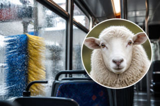 Owca uciekła z pastwiska i wsiadła do autobusu. Przed powrotem do domu zaliczyła jeszcze myjnię