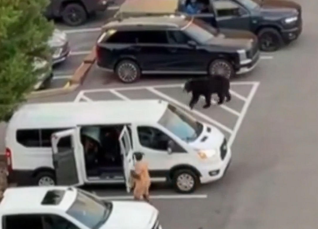 Niedźwiedź wbiegł na parking pełen ludzi! Zobacz, co stało się potem