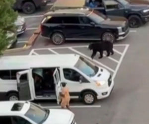Niedźwiedź wbiegł na parking pełen ludzi! Zobacz, co stało się potem