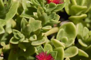 Aptenia sercolistna - Aptenia cordifolia
