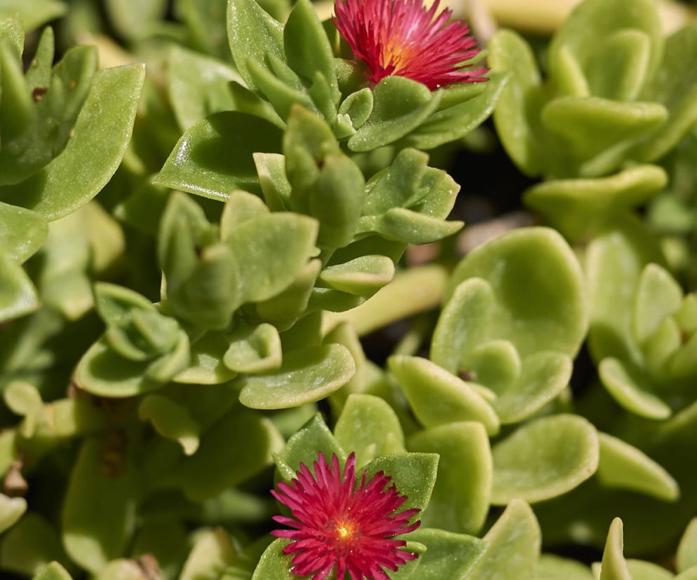 Aptenia sercolistna