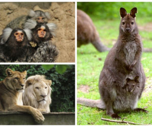 Te zwierzaki zrobią Ci dzień! Zoo w Eberswalde zaledwie godzinę drogi od Szczecina [ZDJĘCIA]