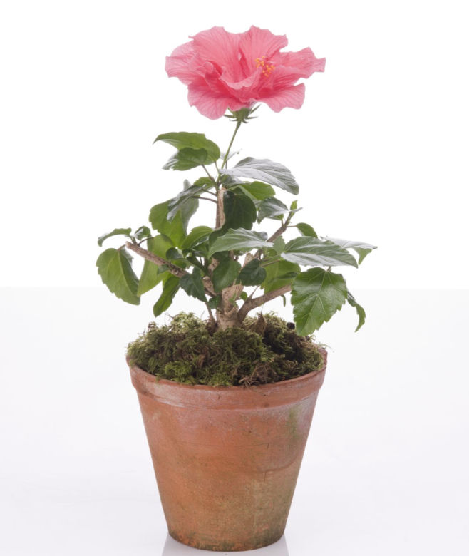 Hibiskus doniczkowy