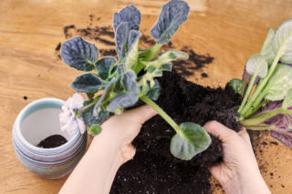 Jak rozmnażać fiołka afrykańskiego przez podział rośliny? 