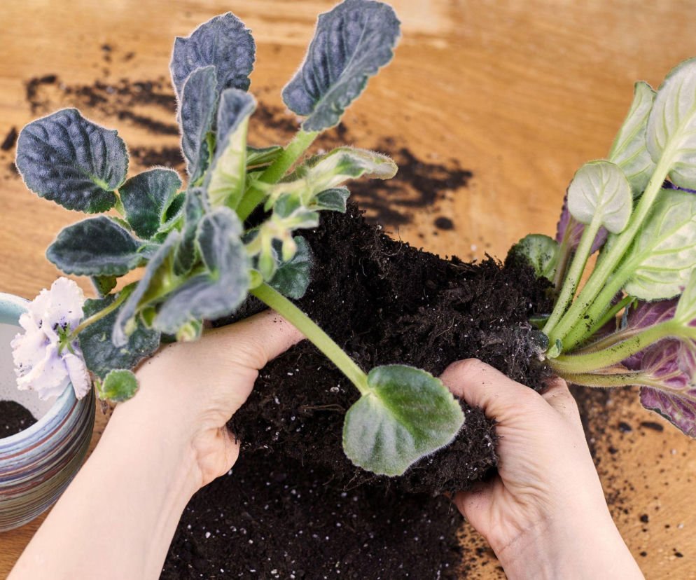 Fiołek afrykański - rozmnażanie przez podział