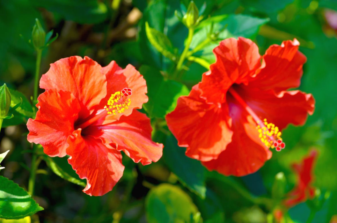 Hibiskus doniczkowy