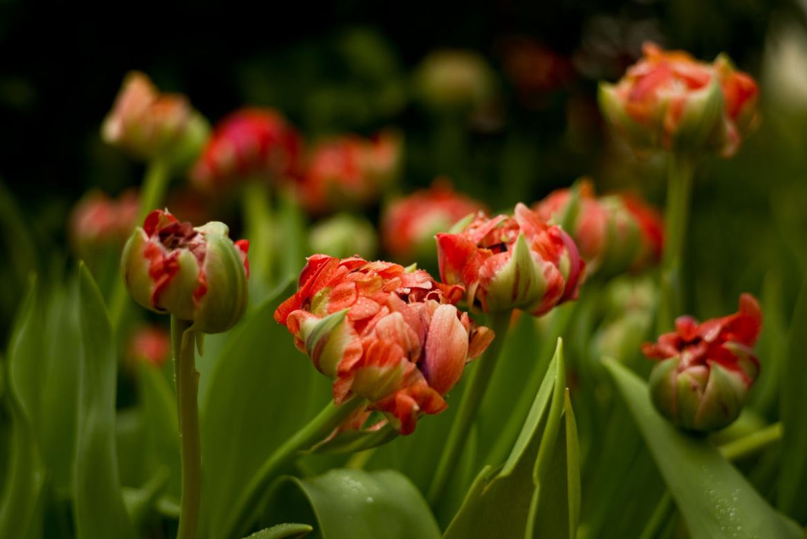 Tulipany papuzie