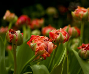 Tulipany papuzie