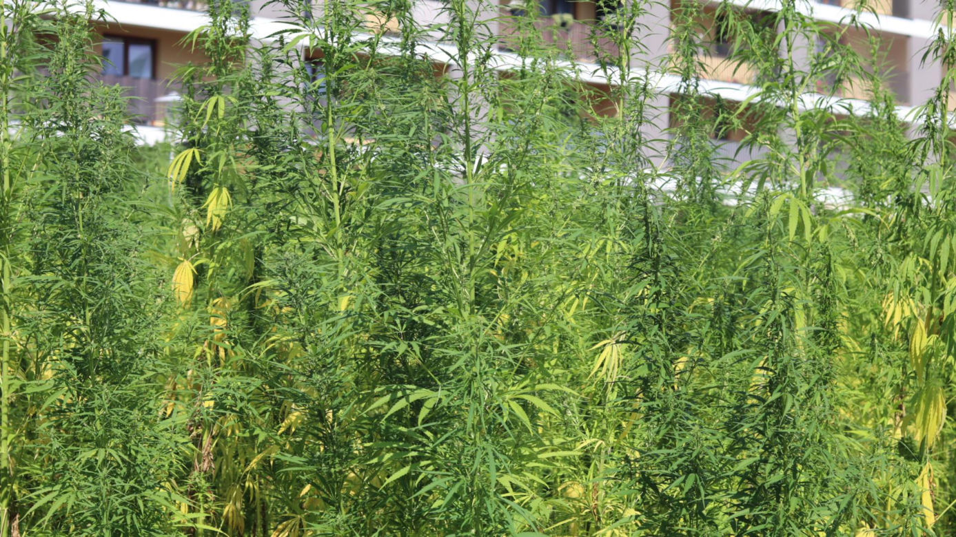 Lubelskie konopie coraz wyższe! Zobaczcie, jak teraz wygląda słynne pole