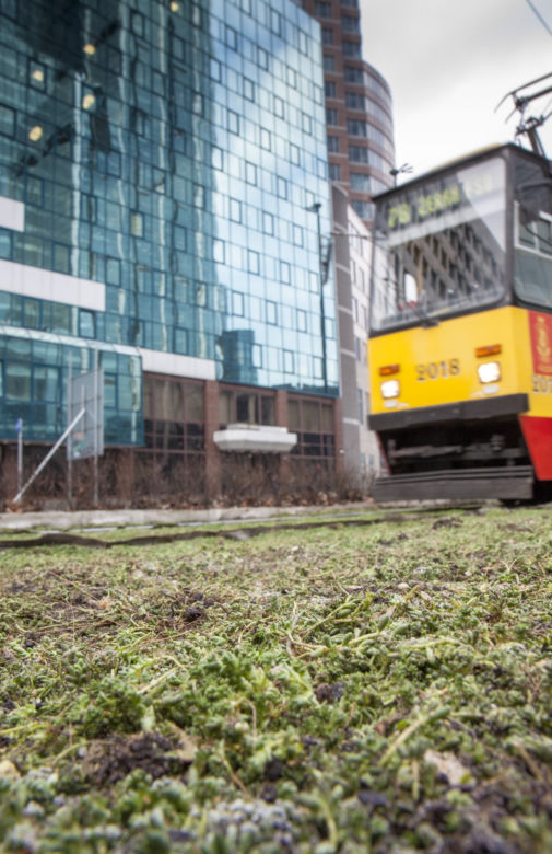 Tramwajarze zazielenili torowiska w centrum 