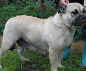 Dog z Majorki (pies z Majorki)