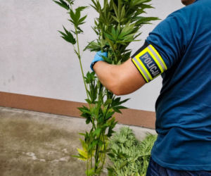 Gródek. Plantacja w lesie, bimber na posesji. Dla 50-latka to koniec [ZDJĘCIA]