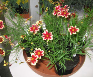 Nachyłek 'Ruby Frost'