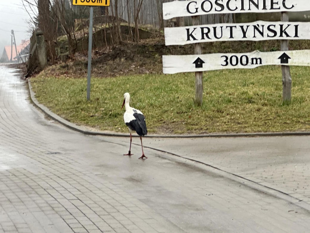 Bocian wrócił na ukochaną wieś. W Krutyni czekali na niego całą zimę