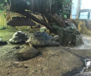 Żółwie jaja we Wrocławskim ZOO