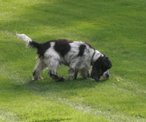 Pieski w Pałacu Prezydenckim