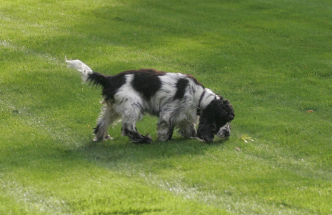 Pieski w Pałacu Prezydenckim