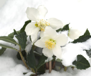 Ciemierniki