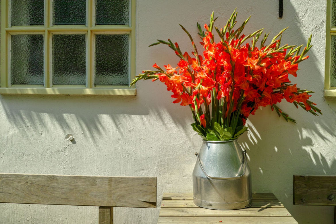 Gladiola