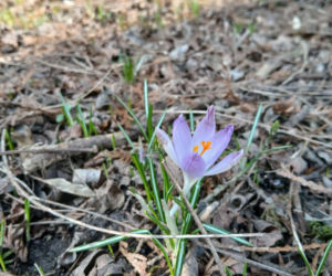 Wiosna coraz śmielej daje o sobie znać! Krokusy kwitną, pszczoły ruszyły do pracy