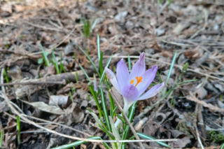 Wiosna coraz śmielej daje o sobie znać! Krokusy kwitną, pszczoły ruszyły do pracy