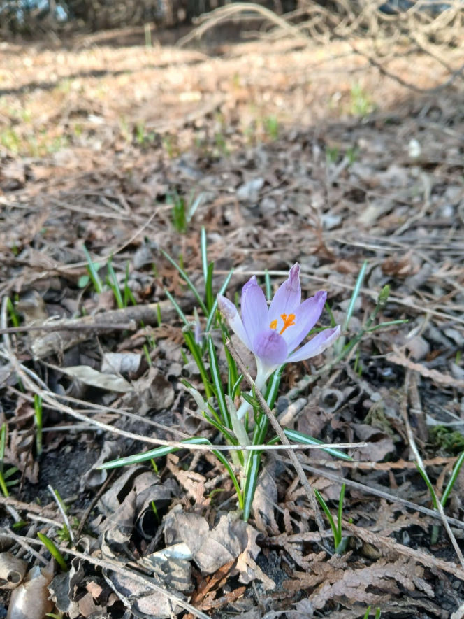 Wiosna coraz śmielej daje o sobie znać! Krokusy kwitną, pszczoły ruszyły do pracy