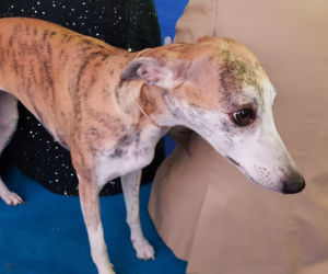 ​Psia elita w Lesznie. W hali Trapez odbyła się XXIV wystawa Champion of Champion's Show