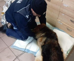 Pies przymarzł do pobocza, odkuli go policjanci