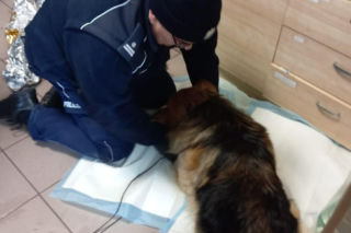 Pies przymarzł do pobocza, odkuli go policjanci