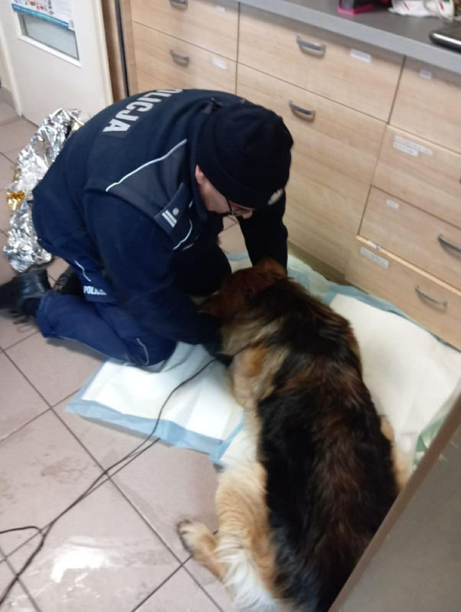 Pies przymarzł do pobocza, odkuli go policjanci