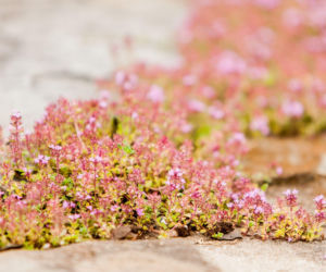 Jakie rośliny można posadzić w szczelinach między kamieniami?