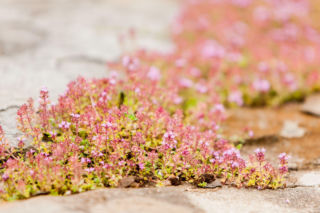 Jakie rośliny można posadzić w szczelinach między płaskimi kamieniami? Radzi ekspert