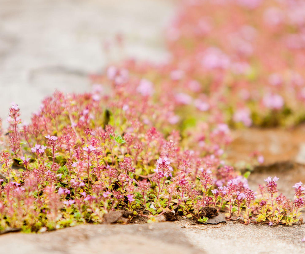 Rośliny między kamieniami