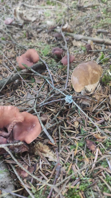 Grzybobranie Podkarpacie