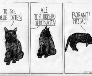 Mruczysz ze śmiechu? Najlepsze memy na Dzień Kota