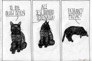 Mruczysz ze śmiechu? Najlepsze memy na Dzień Kota