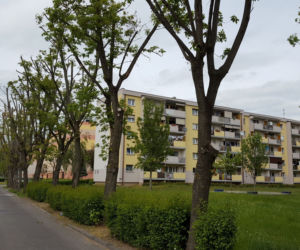 Na pomarańczowo - do wycięcia. Drzewa na ul. Niemieckiej