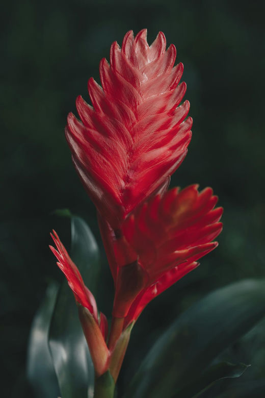 Frizea lśniąca (Vriesea splendens) 