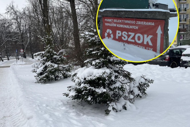 Choinka po świętach nie musi trafić na śmietnik. Lublin daje drzewkom drugie życie