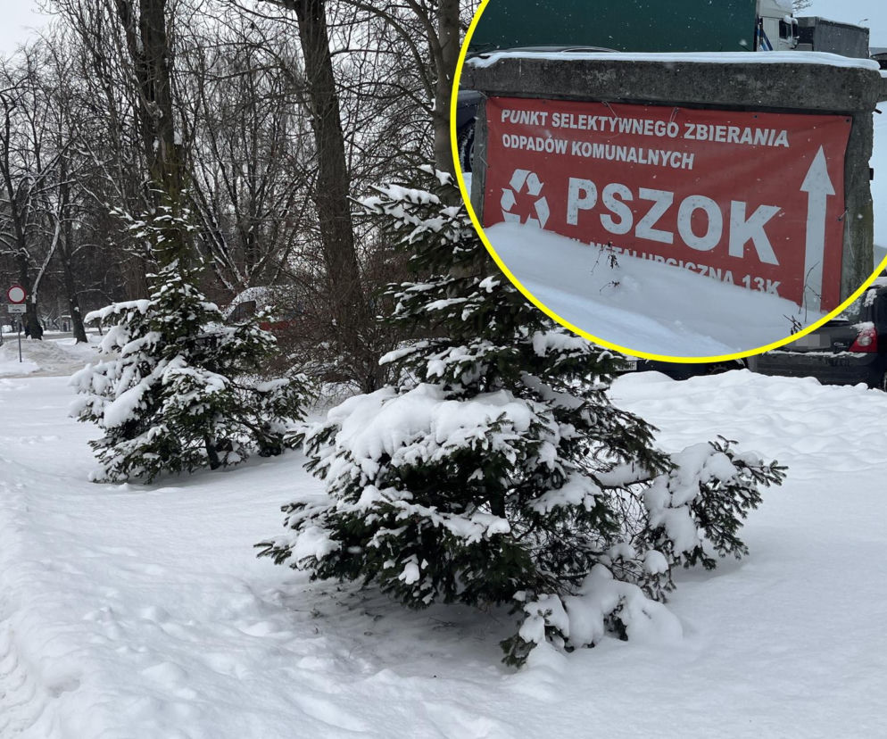 Choinka po świętach nie musi trafić na śmietnik. Lublin daje drzewkom drugie życie