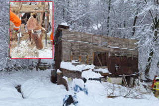 Dach stodoły runął pod naporem śniegu. W środku były zwierzęta